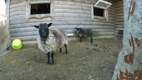 Two lambs are gazing in the pound near the cabin Stock Footage 106697733