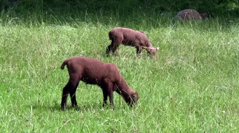 Two lambs eating Stock Footage 11288307