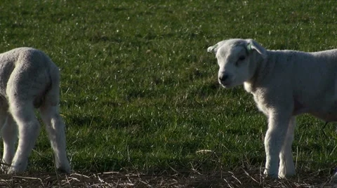 Two Lambs Stock Footage 2382037