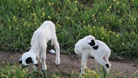 TWO LAMBS 库存影片 123957632