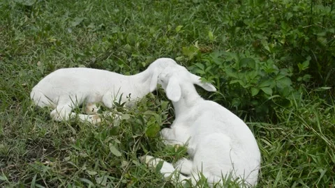 Two lambs Stock Footage 224258641