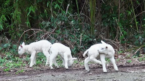 Two lambs on the forest trail. Stock Footage 105561349