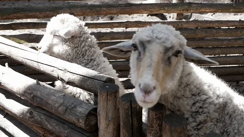 Two lambs look and beg for food through the fence Stock Footage 128246167