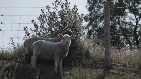 Two lambs looking at camera, then scurry away, handheld Video stock 91622317