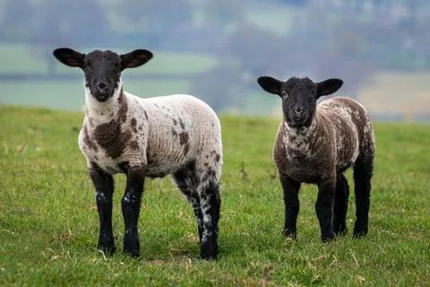 Two lambs in a meadow Stock Photos