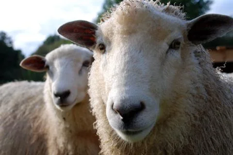 Two lambs Stock Photos