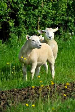 Two lambs Stock Photos