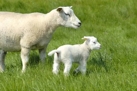 Two lambs Stock Photos