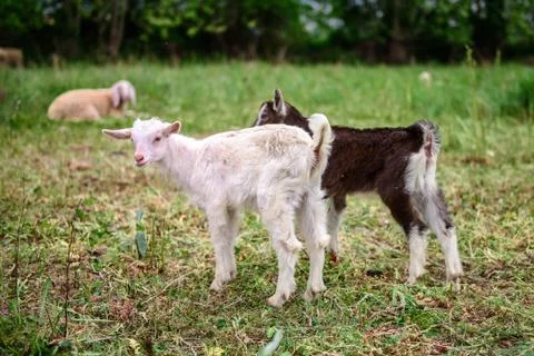 Two lambs Foto stock