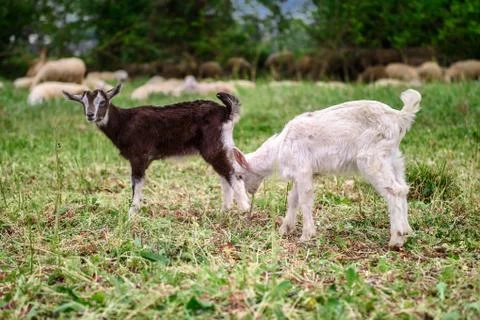 Two lambs Stock Photos