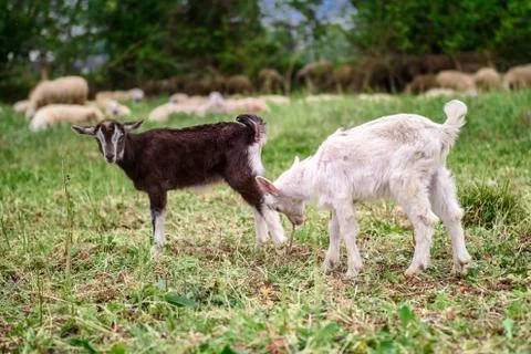Two lambs Foto stock