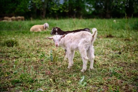 Two lambs Stock Photos