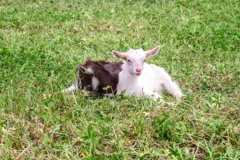 Two lambs Stock Photos
