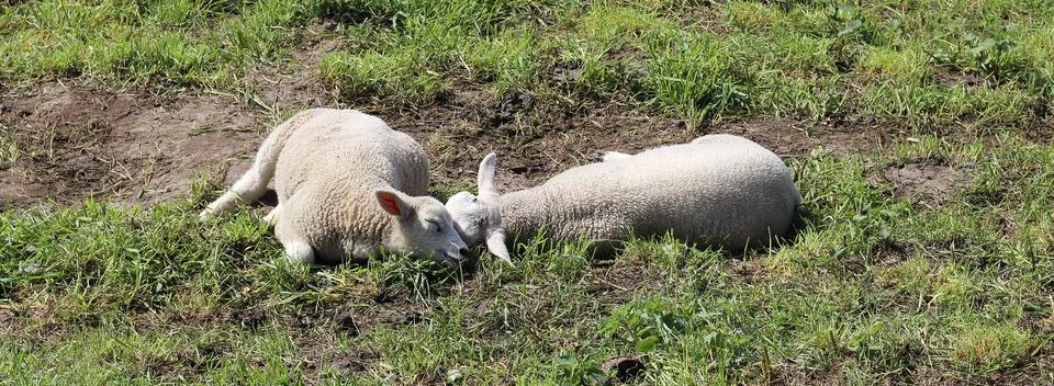Two lambs Stock Photos