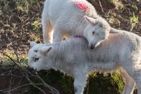 Two lambs playing Stock Photos