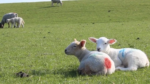 Two lambs resting Stock Footage 103051625