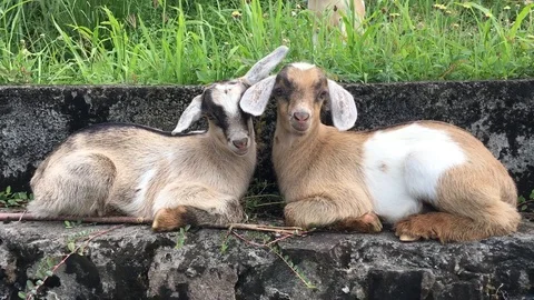 Two lambs sitting together Stock Footage 100519463