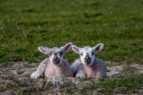 Two Lambs in the South Downs on a Spring Day Stock Photos
