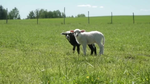 Two lambs stand in a field, symbolizing innocence, friendship, and agriculture. Video stock 281352438