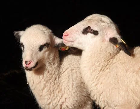Two lambs standing in the sun Stock Photos