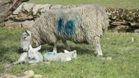 Two Lambs with their mother Video stock 73925581