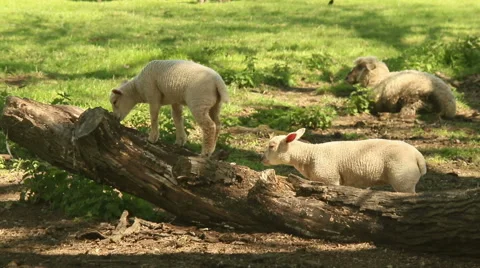 Two lambs on a tree trunk Stock Footage 50014619
