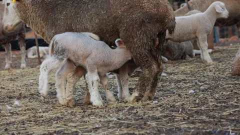 Two lambs trying to drink together on moms teats Stock Footage 295027162