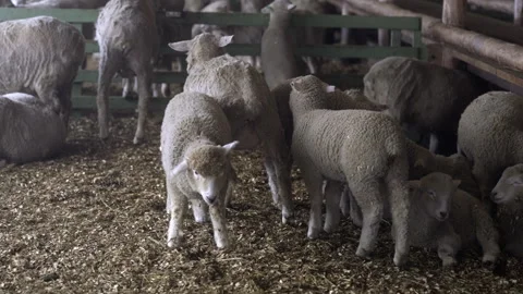 Two lambs trying to suckle on a sheep Stock Footage 275563927