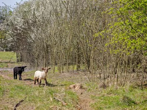 Two lambs walking along a forest path in spring Stock Photos