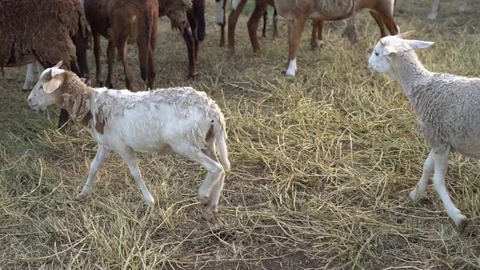 Two lambs walking past herd of sheep in grassy paddock, medium shot slow motion Stock Footage 127670172