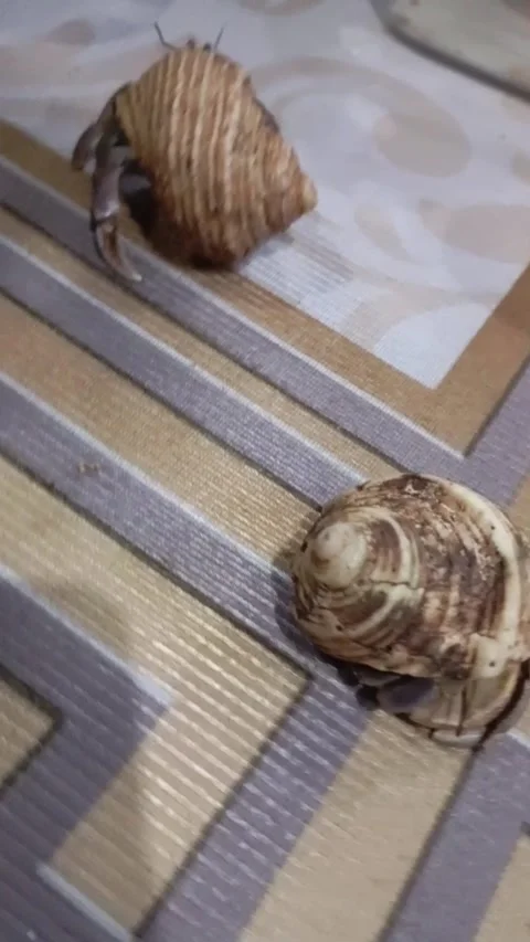 Two Land Hermit Crabs Crawling on a Patterned Floor Stock Footage 333087371