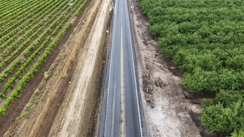 Two-lane road divides rows of grapevines from dense almond orchard, contrasting Stock Footage 337746291