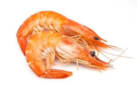 Two langoustines Stock Photos