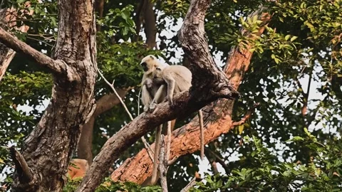 Two langur monkey playing together at a high branch in Corbett national park Stock Footage 296313758