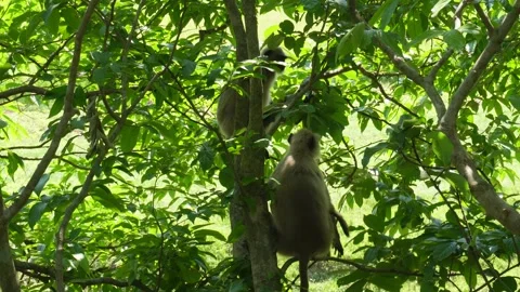 Two Langur Monkeys Stock Footage 333959889