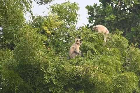 Two langur monkeys Foto stock