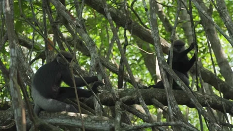 Two langur monkeys sit on mangrove forest tree branches in Sri Lanka wildlife Stock-Footage 307411534