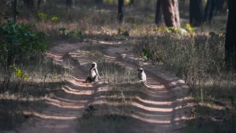 Two langur monkeys sitting on the safari trail of Sanjay Dubri national park Stock Footage 303552689