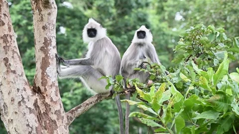 Two langurs sitting back to back on a single branch in Bandipur national park Stock Footage 283896038