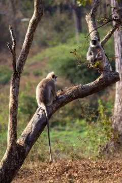 Two langurs sitting on a branch of a tree in a forest Stock Photos