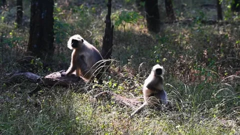 Two langurs sitting in the morning light of Bandhavgarh national park Stock Footage 322012373