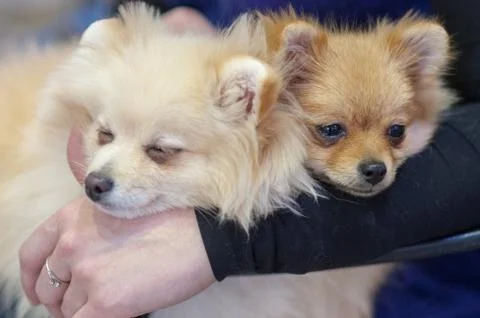 Two lap Spitz Stock Photos