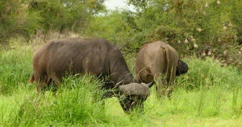 Two Large African Buffalos Grazing and Shaking off Flies in Kruger National Park Stock Footage 340404310