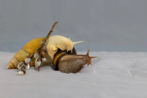 Two large African snails with spring flowers. Stock Photos