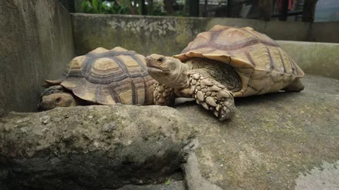 Two large African spurred tortoises Video stock 346627177