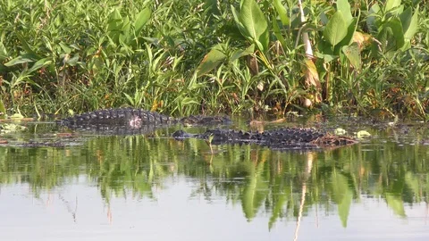  Two large alligators fight for territory  Stock Footage 90926161