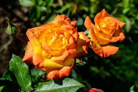 Two large and delicate vivid orange roses in full bloom in a summer garden Stock Photos