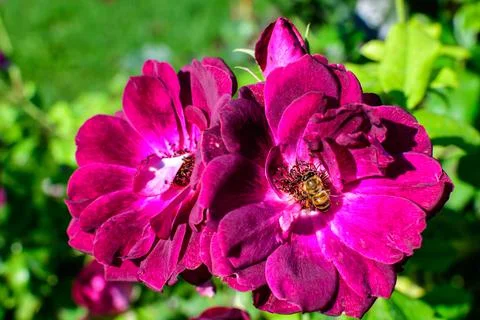 Two large and delicate vivid purple roses in full bloom in a summer garden Stock Photos