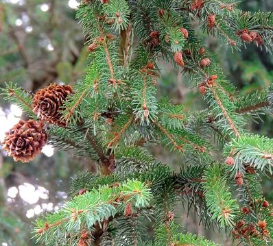 Two large and many small pine cones on pine branches close-up Foto stock