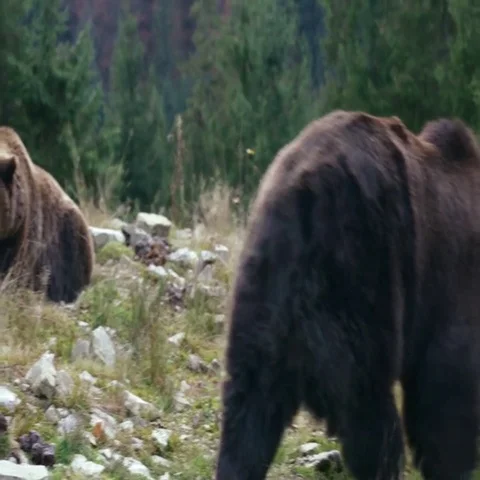 Two large angry brown bear Stock Footage 69439384